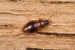 Acrulia inflata