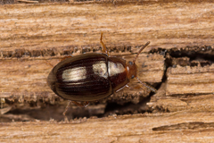 Scaphidema metallicum
