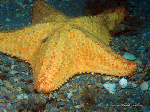 Red Cushion Sea Star photographed in Florida