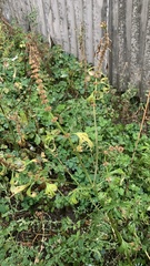 Leonurus quinquelobatus