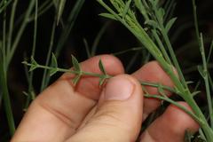 Indigofera filifolia