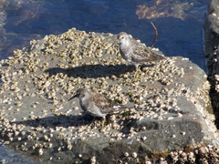 Calidris ptilocnemis