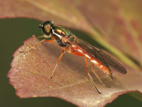 Twin-Spot Centurion Fly photo 3