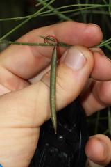 Indigofera filifolia