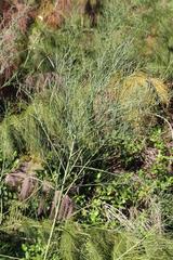 Indigofera filifolia