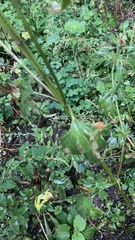 Leonurus quinquelobatus