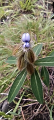 Crotalaria sessiliflora