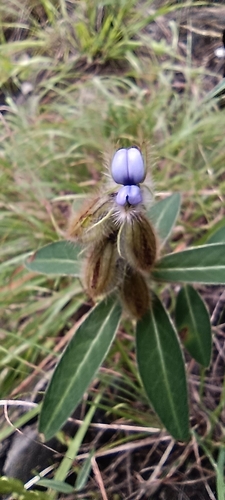 Image of Crotalaria sessiliflora by (c) Ramnarayan K, some rights reserved (CC BY)