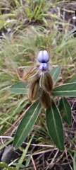 Crotalaria sessiliflora