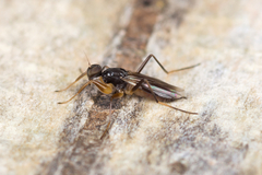 Tachypeza fuscipennis