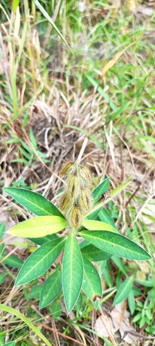 Crotalaria sessiliflora, photograph 6