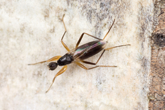 Tachypeza fuscipennis