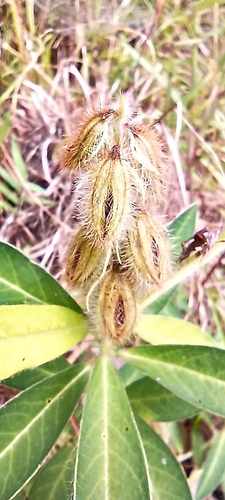 Image of Crotalaria sessiliflora by (c) Ramnarayan K, some rights reserved (CC BY)