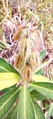 Crotalaria sessiliflora
