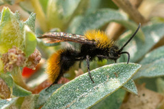 Dasymutilla coccineohirta