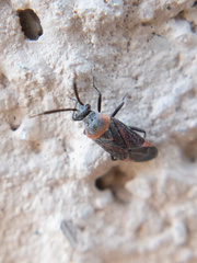 Largidea