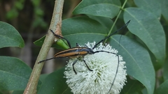 Sphaenothecus trilineatus