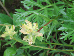 Castilleja miniata fulva