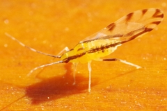 Eucallipterus tiliae
