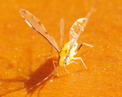 Eucallipterus tiliae