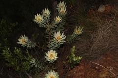 Leucadendron burchellii