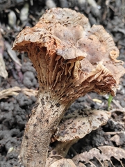 Lentinus crinitus