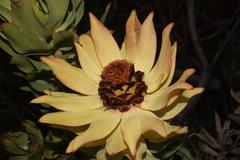 Leucadendron burchellii