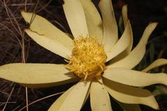 Leucadendron burchellii