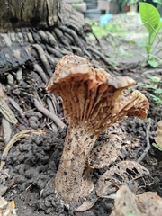 Lentinus crinitus