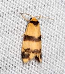 Thallarcha chrysochares