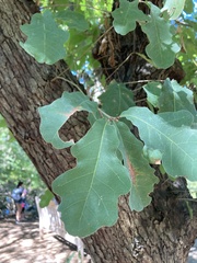 Quercus laceyi