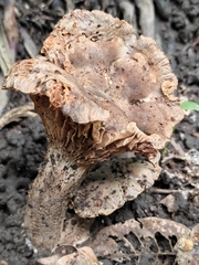 Lentinus crinitus