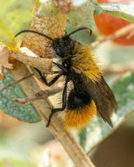 Dasymutilla coccineohirta