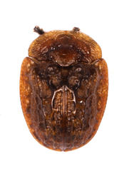 Laccoptera ruginosa