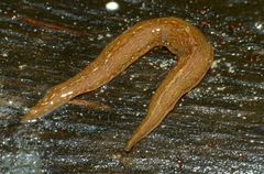 Australopacifica mariae