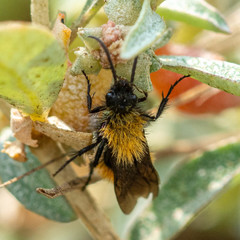 Dasymutilla coccineohirta