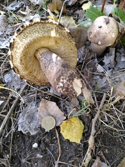 Leccinum duriusculum