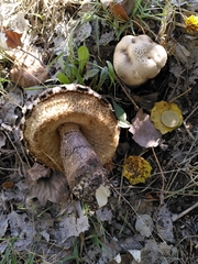 Leccinum duriusculum