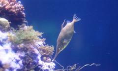 Macroramphosus scolopax