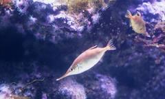 Macroramphosus scolopax