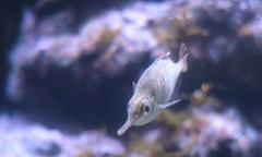 Macroramphosus scolopax