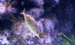 Macroramphosus scolopax