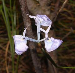 Moraea tripetala tripetala