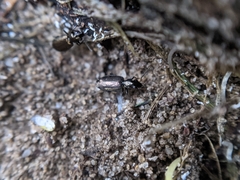 Syntomus foveatus