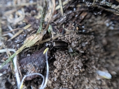 Syntomus foveatus