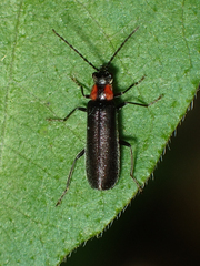 Rhagonycha lineola