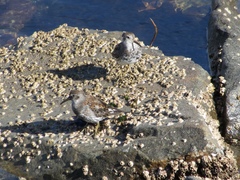 Calidris ptilocnemis