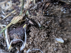 Syntomus foveatus