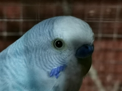 Melopsittacus