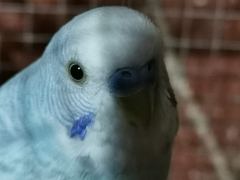 Melopsittacus